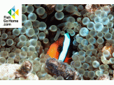 thmb-amphiprion-melanopus-schwarzflossen-anemonenfisch-9891.gif