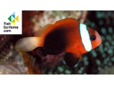 thmb-amphiprion-melanopus-schwarzflossen-anemonenfisch-9893.jpg