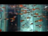 thmb-xiphophorus-helleri-koi-tricolor-4-bis-5-cm-2025.jpg