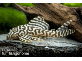 thmb-l333-hypancistrus-sp-13559.jpg