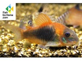 thmb-corydoras-venezuelanus-orange-5577.jpg