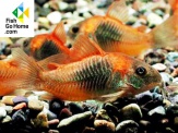 thmb-corydoras-venezuelanus-orange-5578.jpg
