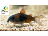thmb-corydoras-venezuelanus-orange-5579.jpg