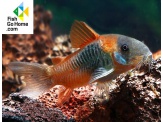 thmb-corydoras-venezuelanus-orange-5580.jpg