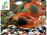 thmb-corydoras-venezuelanus-orange-5581.jpg