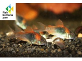 thmb-corydoras-venezuelanus-orange-5582.jpg