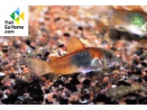 thmb-corydoras-venezuelanus-orange-5583.jpg