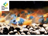 thmb-corydoras-venezuelanus-orange-5584.jpg