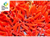 thmb-entacmaea-quadricolor-red-rote-blasenanemone-8935.jpg