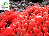 thmb-entacmaea-quadricolor-red-rote-blasenanemone-8936.jpg