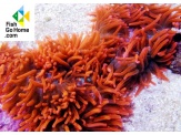 thmb-entacmaea-quadricolor-red-rote-blasenanemone-8937.jpg
