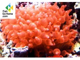 thmb-entacmaea-quadricolor-red-rote-blasenanemone-8938.jpg