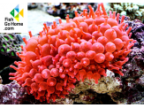 thmb-entacmaea-quadricolor-red-rote-blasenanemone-8939.png