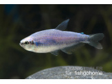 thmb-inpaichthys-kerri-super-blue-13614.jpg