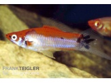thmb-xiphophorus-helleri-tricolor-12144.jpg
