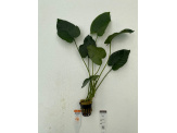 thmb-p101-anubias-barteri-broad-leaf-13554.jpg