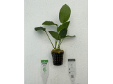 thmb-p102-anubias-barteri-striped-13555.jpg