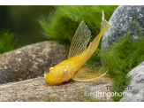 thmb-ancistrus-sp-gold-schleier-13609.jpg