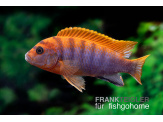 thmb-labidochromis-hongi-sweden-13590.jpg