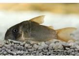 thmb-corydoras-concolor-12419.jpg