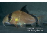 thmb-corydoras-metae-13585.jpg