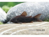 thmb-corydoras-aeneus-black-venezuela-13574.jpg