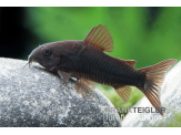 thmb-corydoras-aeneus-black-venezuela-13575.jpg