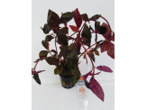 thmb-p476-alternanthera-reineckii-rot-13553.jpg