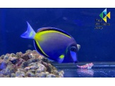 thmb-acanthurus-japonicus-12848.jpeg