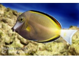 thmb-acanthurus-japonicus-12849.jpg