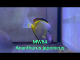 thmb-acanthurus-japonicus-japanischer-doktorfisch-13443.jpg
