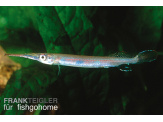 thmb-hemirhamphodon-pogonognathus-13622.jpg