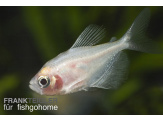 thmb-gymnocorymbus-ternetzi-gold-long-fin-13618.jpg