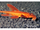 thmb-loricaria-sp-red-13613.jpg