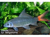 thmb-epalzeorhynchus-bicolor-11984.jpg