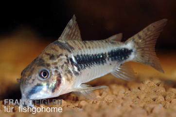 Corydoras habrosus