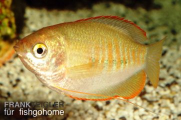 Colisa labiosa orange