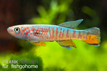 Aphyosemion sjoestedti