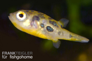 Tetraodon travancoricus