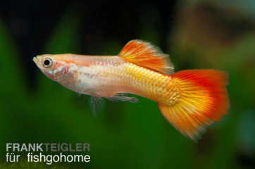 Poecilia ret. male flame