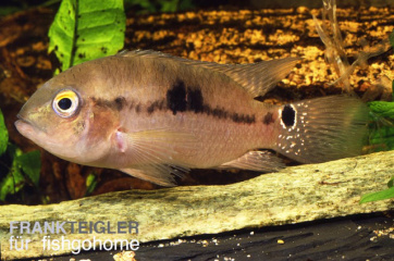 Aequidens tetramerus