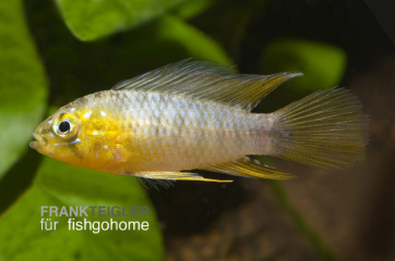 Apistogramma borellii