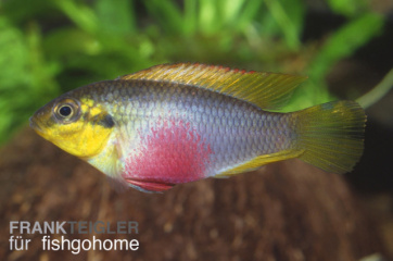 Pelvicachromis subocellatus