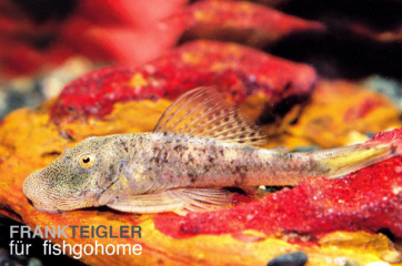 Horabagrus brachysoma