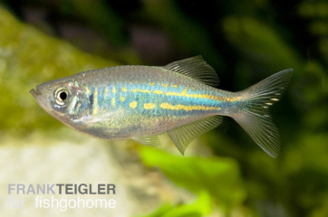 Danio malabaricus