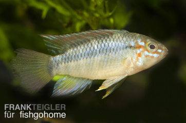 Apistogramma sp. opal