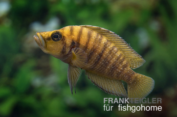 Lamprologus compressiceps Kigoma