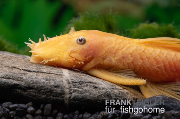 L144 Ancistrus sp. lemon