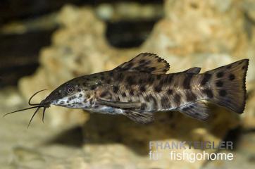 Hoplosternum thoracatum