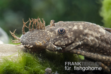 Ancistrus sp.